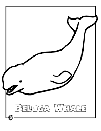 40+ blue whale coloring pages for printing and coloring. Beluga Whale Coloring Page Free