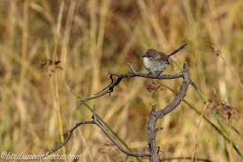 pin on birds in canberra