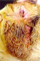 Image result for hotspot dogs