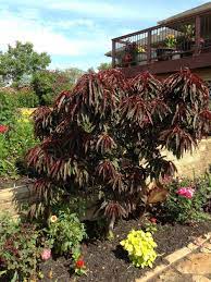 The dwarf peach is a must have backyard fruit tree. Ornamental Peach Prunus Persica Bonfire In The Peaches Database Garden Org