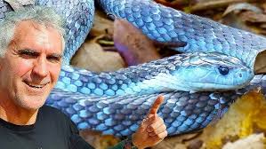 The Australian Tiger Snake: Venom, Diet, and Conservation