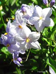 Image result for Solanum laxum