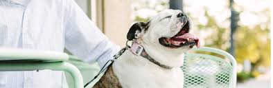 We do offer several different types of insurance plans to protect you in the event of an accident. Pet Insurance Affiliate Program From Pets Best
