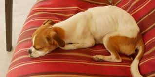 Bones are always a dog's best friends other than their owners. Is Your Pet Too Bony Try This Backbone Test