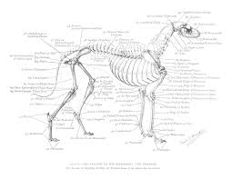 Pin By Nancy Capuano On Grayhounds Dog Anatomy Dog
