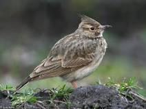 Találati oldal - A magyar állami természetvédelem hivatalos ...