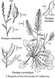 Image result for Rorippa