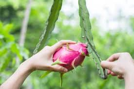 Maybe you would like to learn more about one of these? How To Grow Dragon Fruit And Get The Best Results Lovetoknow