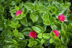 Purple heart works well as a ground cover or in a patio container or hanging basket. Aptenia Cordifolia Baby Sun Rose