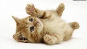Christmas kittens stickers is a vector collection for your design. Free Kitten Wallpapers Wallpaper Cave
