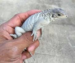 Rhinos are not only known for their unique features but are also hunted for it. Iguana For Sale Baby Iguanas For Sale Near Me Blue Iguana Breeder Rhino Iguana For Sale Pet Lizards Iguana