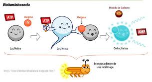 Resultado de imagen para bioluminiscencia
