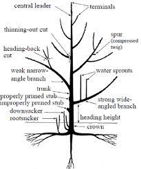 Training involves tree development and form, whereas pruning involves tree function and size. Why Prune Fruit Trees University Of Maryland Extension