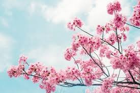 Persebaran flora dan fauna di indonesia persebaran flora di indonesia terbentuk karena adanya peristiwa geologis yang terjadi pada jutaan tahun yang lalu, yaitu pada masa pencairan es (zaman glasial). 4 Jenis Flora Di Jepang Serta Fungsi Dan Persebarannya Ilmugeografi Com