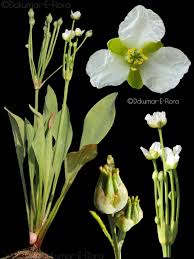 Image result for Butomopsis