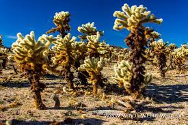 Where does it go from there — and could it come back to us? Jumping Chollas Kuschelige Kakteen Cylindropuntia California Www Wilde Weite Welt De