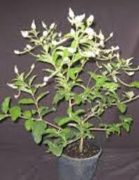 Image result for Lannea virgata