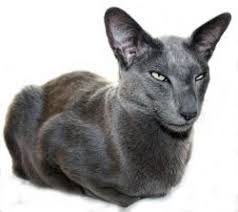 Sherlock Oriental Shorthair Oriental Shorthair Cats Oriental Shorthair Cutest Cats Ever