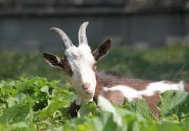 Not many people can claim to be the g.o.a.t., but those who can are the greatest of g.o.a.t. 10 Facts About Goats Farm Animals Topics Campaigns Topics Four Paws International