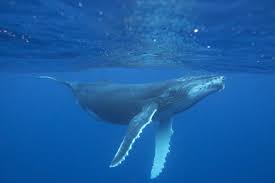 One expert told the cape cod times it was practically unheard of for a. Facts About Whales Whale Dolphin Conservation Usa