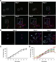 We did not find results for: A Rainbow Reporter Tracks Single Cells And Reveals Heterogeneous Cellular Dynamics Among Pluripotent Stem Cells And Their Differentiated Derivatives Biorxiv