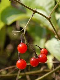 Image result for Solanum linneanum
