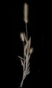 Image result for Arundinella nepalensis