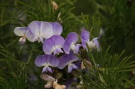 Image result for Psoralea