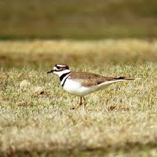 Scottish Birds photography and the white sands of Jervis Bay