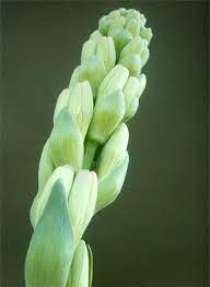 Tuberose Summer Flowers Beautiful Flowers Pinterest Garden