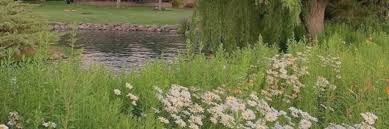 Simplistic 2d green twitter banner. Wildflower Headers Tumblr Posts Tumbral Com