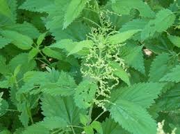 Image result for young stinging nettle