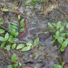 Image result for Nelsonia