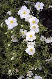 Image result for Nierembergia hippomanica