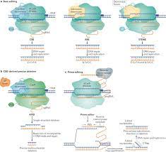 Maybe you would like to learn more about one of these? Applications Of Crispr Cas In Agriculture And Plant Biotechnology Nature Reviews Molecular Cell Biology