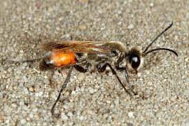 Image result for Sphaerocyperus