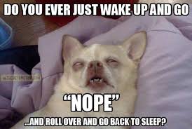 When I Wake Up Every Morning Funny Pictures Funny Animals Cute Animals