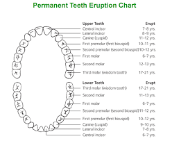 Retained baby teeth in cats. It S Time For That Baby Tooth To Go Charlotte Smiled