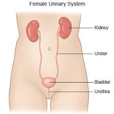 The paper presents the results of a study of the female urethra in cases of urethral pain syndrome (ups) and inflammatory diseases of the lower urinary tract using. Urinary Tract Infection In Women What You Need To Know