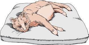 The short answer to the question 'how long do cats live?' is 14 years as this is the average age that all breeds and types of cats live to. Disorders Of The Liver And Gallbladder In Cats Cat Owners Veterinary Manual