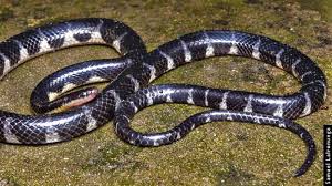 Researchers recognize about 3,600 different species of snakes. Researchers Describe A New Genus And Species Of Rain Loving Snake From Northeast India Research Matters