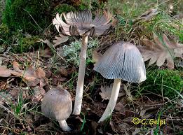 Image result for Coprinus lagopus