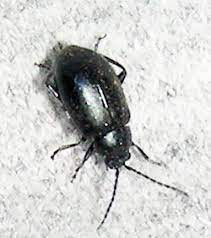 Tiny black bugs in bathroom seeing bugs in your home especially coming out of the sinks and drains is something of a nightmare and can easily be associated with horror movie plots or decay. Small Black Beetle Altica Bugguide Net