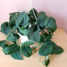 Scindapsus Jade Satin Pothos Jade Satin In 2020 Plants Plant Leaves Philodendron Monstera