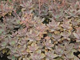 Maybe you would like to learn more about one of these? Graptoveria Fred Ives World Of Succulents