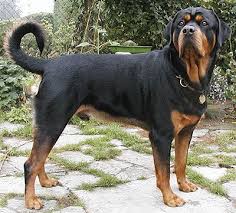 Hasil Gambar Untuk Anjing Galak Rottweiler Dog Working Dogs Breeds Rottweiler