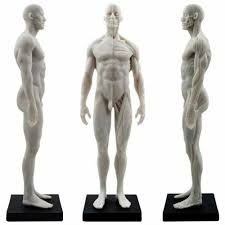 Download 748 male anatomy free vectors. 30cm Male Human Anatomical Model Art Anatomical Figure White Us Stock Ebay