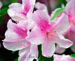15 Romantic Flowers And Their Meaning Pollen Nation Azalea Flower Flowers Flower Aesthetic