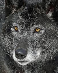 The Eyes Wolf Dog Wolf Photos Black Wolf