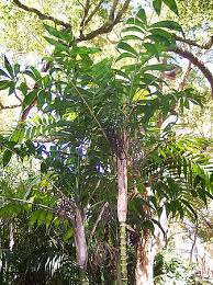 Image result for Chamaeclitandra henriquesiana